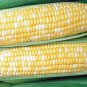 'Super Sweet 2008' Sweet Yellow White Corn Hybrid 200 Seeds