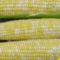 'Super Sweet 2008' Sweet Yellow White Corn Hybrid 200 Seeds