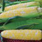 'Super Sweet 2008' Sweet Yellow White Corn Hybrid 200 Seeds