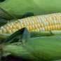 'Super Sweet 2008' Sweet Yellow White Corn Hybrid 200 Seeds