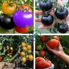 Tomato Bonsai Small Middle Big Fruits 60 Seeds