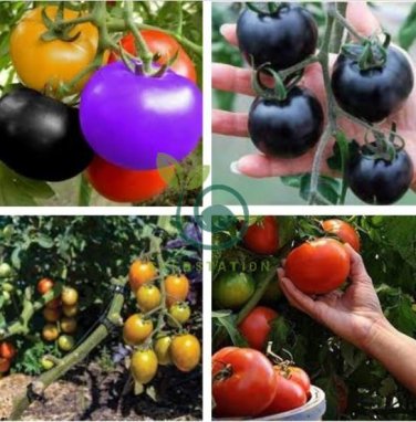 Tomato Bonsai Small Middle Big Fruits 60 Seeds