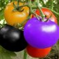 Tomato Bonsai Small Middle Big Fruits 60 Seeds