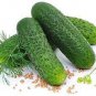 Dark Green Short Cucumber 2000 Seeds