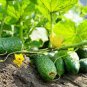 Dark Green Short Cucumber 2000 Seeds