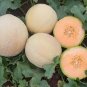 Rare Golden White Sweet Melon with white meat fruits hybrid F1 20 Seeds