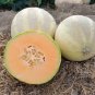 Rare Golden White Sweet Melon with white meat fruits hybrid F1 20 Seeds
