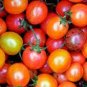 'Tomato New Family' Red Yellow Green Small Tomato 200 Seeds