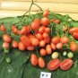'Tomato New Family' Red Yellow Green Small Tomato 200 Seeds