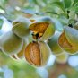 Dwarf Almond Tree 40 Seeds