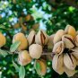 Dwarf Almond Tree 40 Seeds