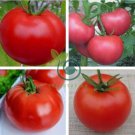 Qinshu No.1 F1 Pink Big Tomato 20 Seeds