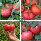 Super Baoguan No.1 F1 Big Pink Tomato 20 Seeds