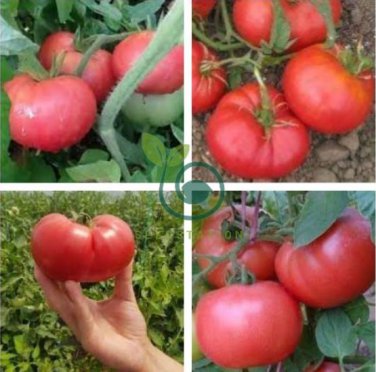 Super Baoguan No.1 F1 Big Pink Tomato 20 Seeds