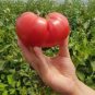 Super Baoguan No.1 F1 Big Pink Tomato 20 Seeds