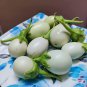 Qinshu White Eggplant Hybrid 20 Seeds