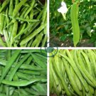 Bean Sword Bean Chamma Kaya Tammakaya Japanese Sword 100 Seeds