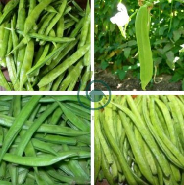 Bean Sword Bean Chamma Kaya Tammakaya Japanese Sword 100 Seeds