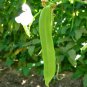 Bean Sword Bean Chamma Kaya Tammakaya Japanese Sword 100 Seeds