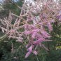 Tamarix Ramosissima Plant 100 Seeds
