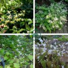 Superior Epimedium Brevicornu 100 Seeds