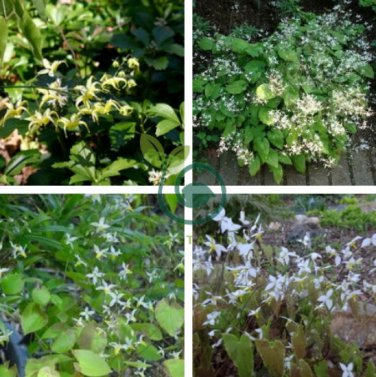 Superior Epimedium Brevicornu 100 Seeds