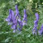 Monkshood 200 Seeds