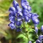 Monkshood 200 Seeds