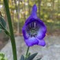 Monkshood 200 Seeds