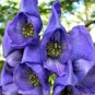 Monkshood 200 Seeds
