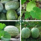 Fin Melon Chilacayote Fig Leaved Malabar Gourd Plant 40 Seeds