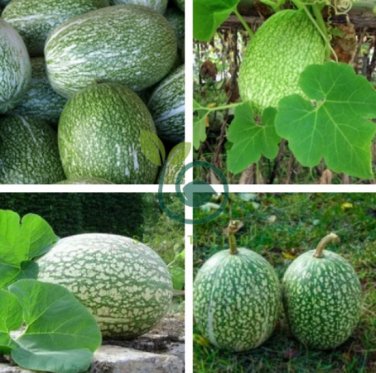 Fin Melon Chilacayote Fig Leaved Malabar Gourd Plant 40 Seeds