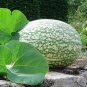 Fin Melon Chilacayote Fig Leaved Malabar Gourd Plant 40 Seeds