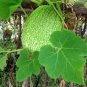 Fin Melon Chilacayote Fig Leaved Malabar Gourd Plant 40 Seeds