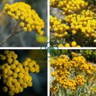 Immortelle Flower 100 Seeds