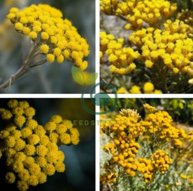 Immortelle Flower 100 Seeds