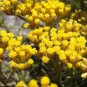 Immortelle Flower 100 Seeds