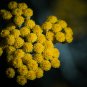 Immortelle Flower 100 Seeds