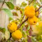 European Quince Non-Hybrid 60 Seeds