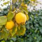 European Quince Non-Hybrid 60 Seeds