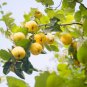 European Quince Non-Hybrid 60 Seeds