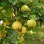 European Quince Non-Hybrid 60 Seeds