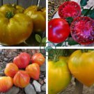 Rare Cherokee Golden Big (Dark Brandy, korol sibiri, German bi-color, RU taosiy) Tomato 2000 Seeds