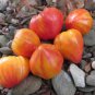 Rare Cherokee Golden Big (Dark Brandy, korol sibiri, German bi-color, RU taosiy) Tomato 2000 Seeds