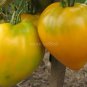 Rare Cherokee Golden Big (Dark Brandy, korol sibiri, German bi-color, RU taosiy) Tomato 2000 Seeds