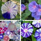 Japan White with Purple Spot Morning Glory Annual Large Flower 20 Seeds