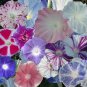 Japan White with Purple Spot Morning Glory Annual Large Flower 20 Seeds