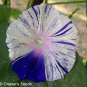 Japan White with Purple Spot Morning Glory Annual Large Flower 20 Seeds
