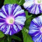 Japan White with Purple Spot Morning Glory Annual Large Flower 20 Seeds