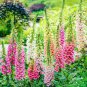 Digitalis Purpurea Mixed Foxgloves Perennial Flower 10000 Seeds